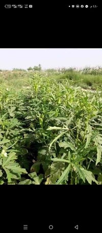 يوجد بذور بانيه للبيع فرنسيه متعهده  بنت القوطيه جيل الول متعهده ضمان ...