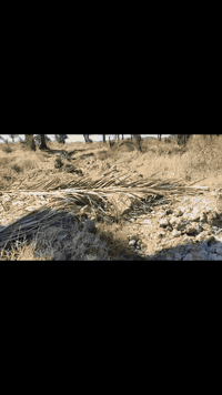 الي عنده نخل يريد ينظفه ..موجود صواعيد نخل تكريب .. تنضيف .. تلقيح .. ...