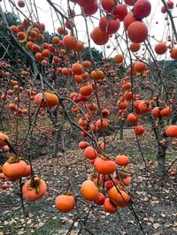 🌺🌸 ورد البنفسج، الجمال اللي يسر النظر! 🌼  مشتل ورد البنفسج يقدم لكم أج...