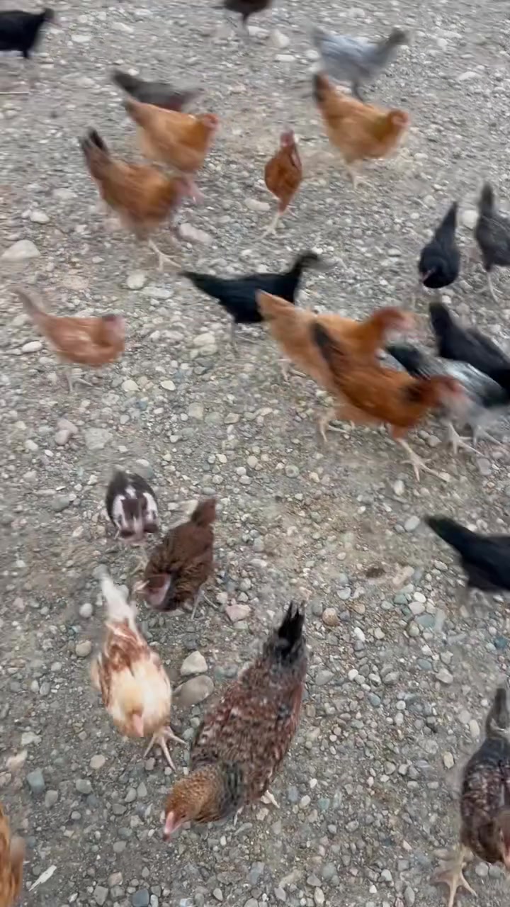 تکایە هەموو بوستەکە بخوینەوە
باروکەی ٢مانگ تا ٣مانگ ئەبن نیزیک نیزیک ٢٠٠دنە ئەبیت #٦٠دانەیان ساسوی فەرەنسی 
ئەوانی تر تیکەلەن بەلام سەرمایان بووە قرخەو پشمەیان هەیە
#جوتی ١٥هەزار بەتیگرا هەمووی بەیەکەوە ئەفروشم
نیزیک دەربەندی رانیە


**إذا كنت صاحب هذا الإعلان وتريد حذفه لأي سبب، رجاءا أرسل رسالة إلى الدعم الفني**