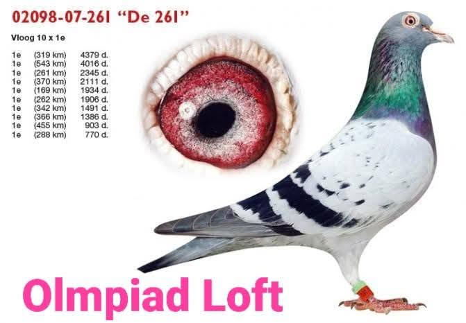 اليوم 🔥👌مع   الطفره  👑رونالدو🦅 علي الواتس 6 مساء  ابو الابطال 👇👇👇 https://chat.whatsapp.com/FpcwKzwyI1EEXj0k0qRgMz?s=cl&p=a&mlu=0

👑 انتاج ابطال مصر الكبار اخوان مهاود 

 ابن مباشر للدكر الجونتر برانجي الكبير بتاع بره امه اخت الاسطوره 261  كسبان   10 مرات المركز الاول  🏆 

وامه من اقوي طيور ألمانيا  بنت811  علي 934 اقوي المنتجين عالميا  واساس لوفت مهاود   وكمان طير المزاد منتج ومتجرب 🏆@@


**إذا كنت صاحب هذا الإعلان وتريد حذفه لأي سبب، رجاءا أرسل رسالة إلى الدعم الفني**