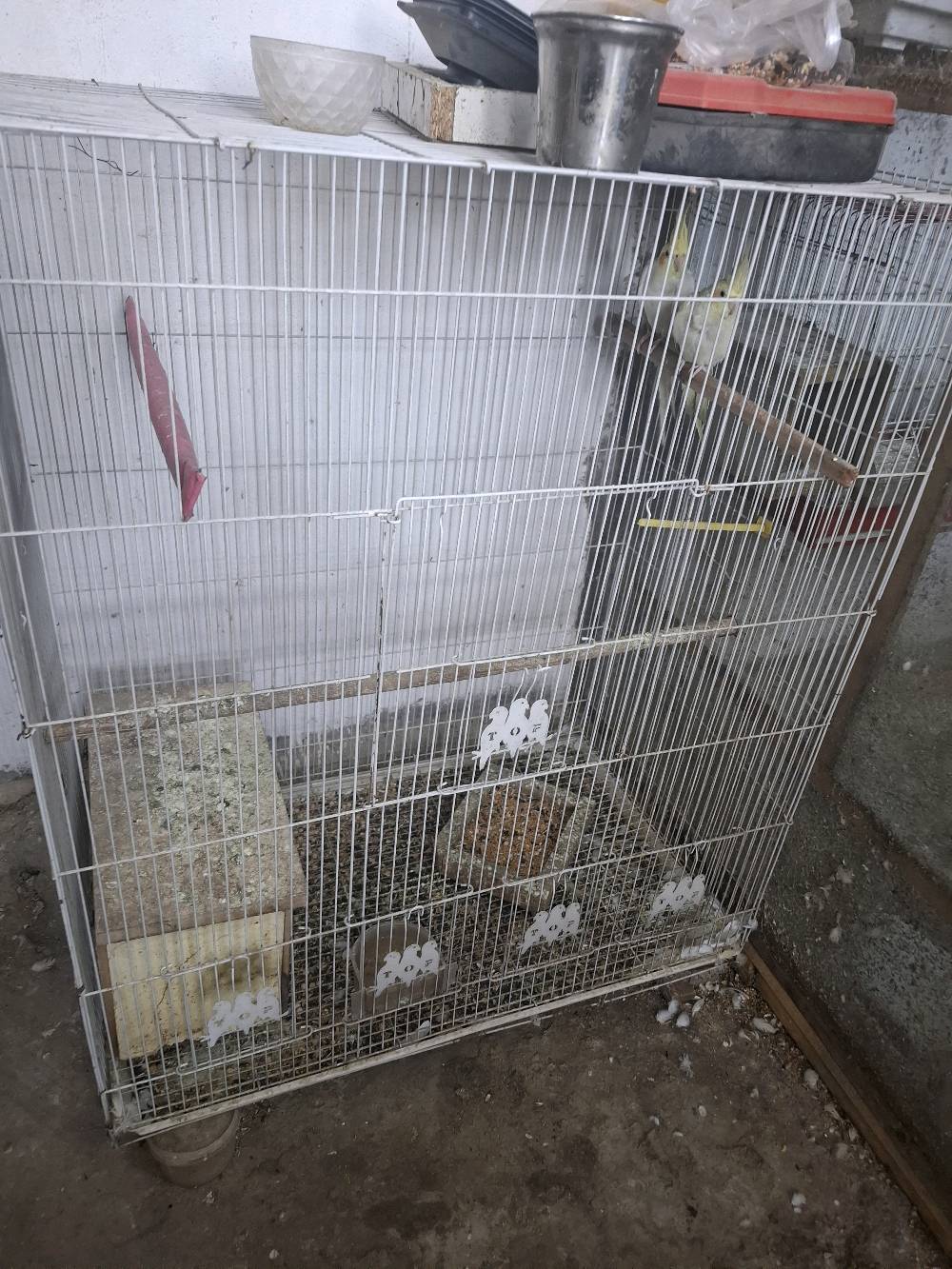 كوكتيل عدد٤ 
٢ نثيه 
و ٢ فحل
 
تبزير عراقي مضمونات 
مع الاقفاص
بغداد الشماعية _ حي الرحمة