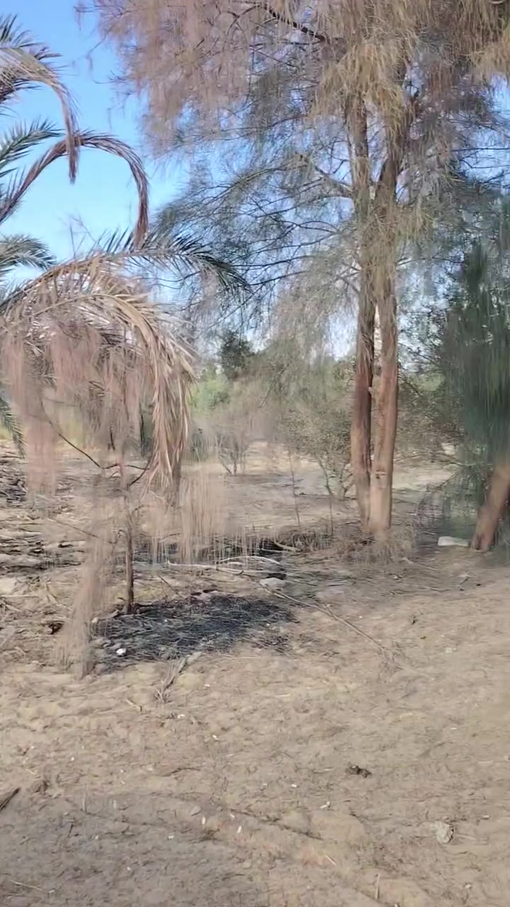 السلام عليكم ورحمة الله وبركاته توكلنا على الله 40 فدان محافظه دافعه القسط الأول منها 18 فدان المنيا مطاي مدق الكوثر علي بعد 800 متر من الصحراوي الغربي كهرباء ومياه خاصه استراحه خاصه شبكة رئيسي بالكامل بها 8 فدان زيتون مثمر عمر 6سنوات مهمل بعض الشي 50 نخله مثمره صعيدي أرض قريبه تربه ممتازه تصلح لجميع انواع الصور من الارض مباشرة كما عودناكم لتواصل عبر واتساب او فون 01140403794 او فون01122815048 المنيا مطاي شكرا وكل عام وانتم بالف خير


**إذا كنت صاحب هذا الإعلان وتريد حذفه لأي سبب، رجاءا أرسل رسالة إلى الدعم الفني**