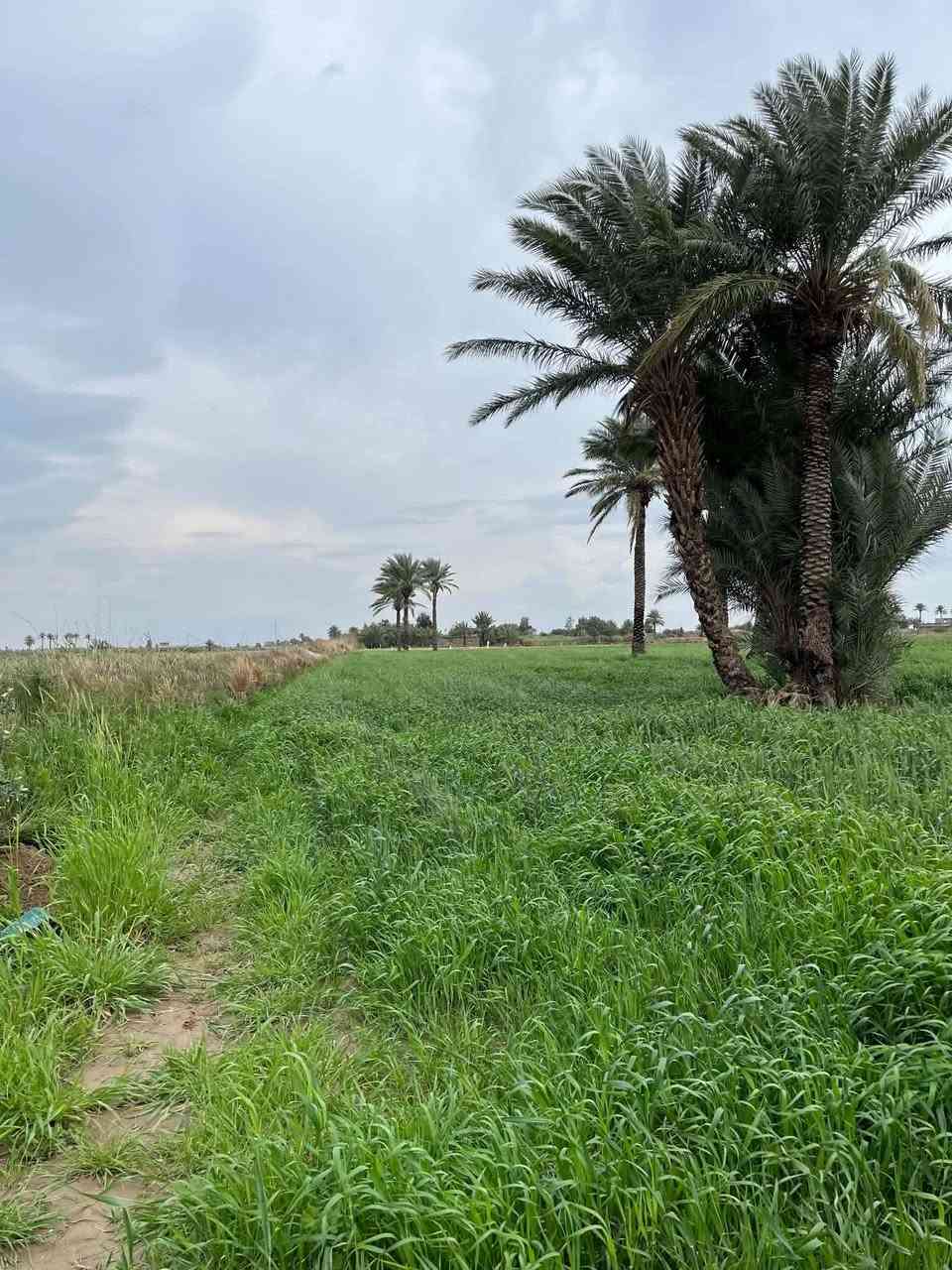 السلام عليكم 
ارض زراعيه سند ٢٥ 
مساحه الارض ١١ونص دونم 
بيها حصه ماء 
وثنين نحالات 
ونخل نوع جيد جدآ الارض تصلح لزراعه 
وتصلح لسكن مجاور شركه الابقار  
سعر الدونم 8 مليون بدون عمله 
للاستفسار اكثر اتصل على الرقم التالي 
***********
