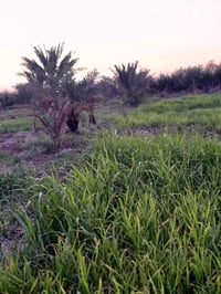 منطقة البوصالح • ٣٧٠٠م • نخيل