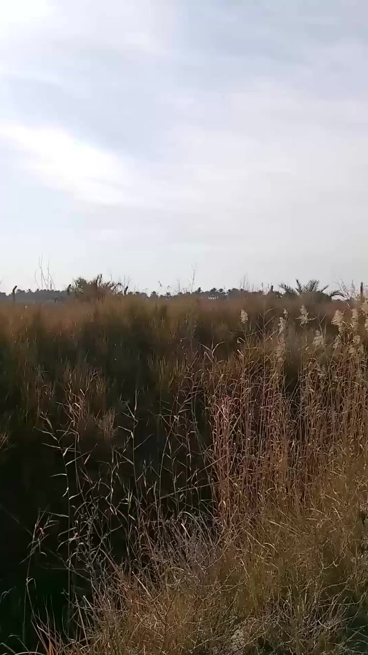 أرض للبيع المساحه دونمين في مقاطعة حسان بن ثابت قرية النخيله السعر 55 مليون قابل للتفاوض وللاستفسار الإتصال على الرقم الآتي ***********
