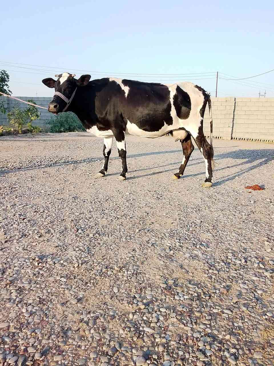 بقره ام ثالث
حافل مكفله ع كل عيب بعد الولاد 
الدابه خشنه وعريضه 
للاستفسار ***********

قاطع السبعاويين

