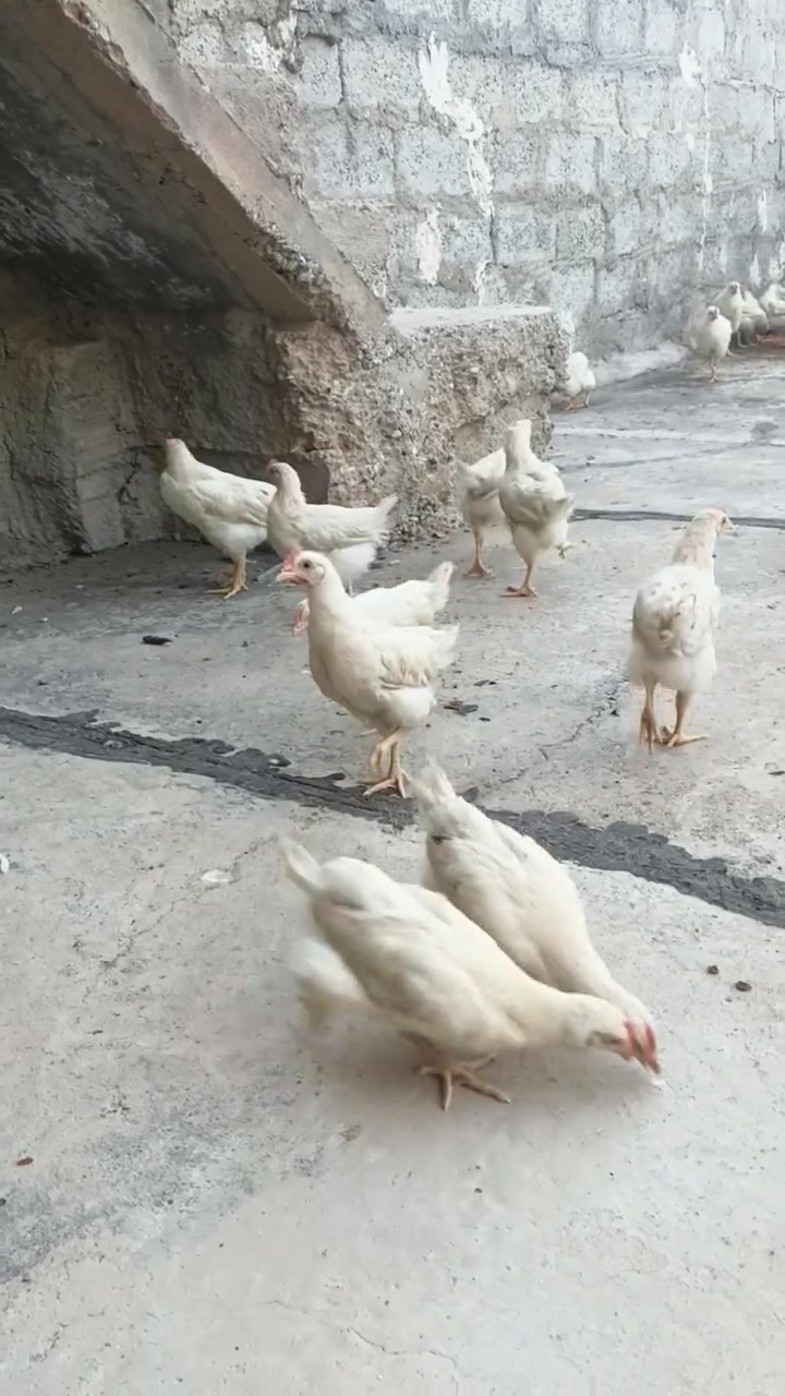 زوج ٦٠٠٠ 
***********
