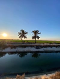 عرض اليوم 4دونم في منطقه الشيخ💎🌲 عامر✅ قريب على شارع التبليط مربع الدو...