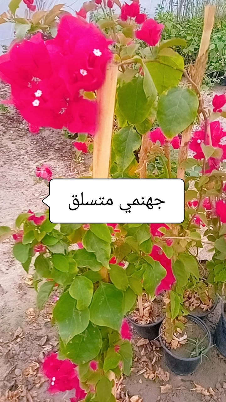 مشتل الزهراء لكافة انواع الاشجار المثمره والزينه وثيل بابل المسيب طريق ابوالجاسم ***********
***********
