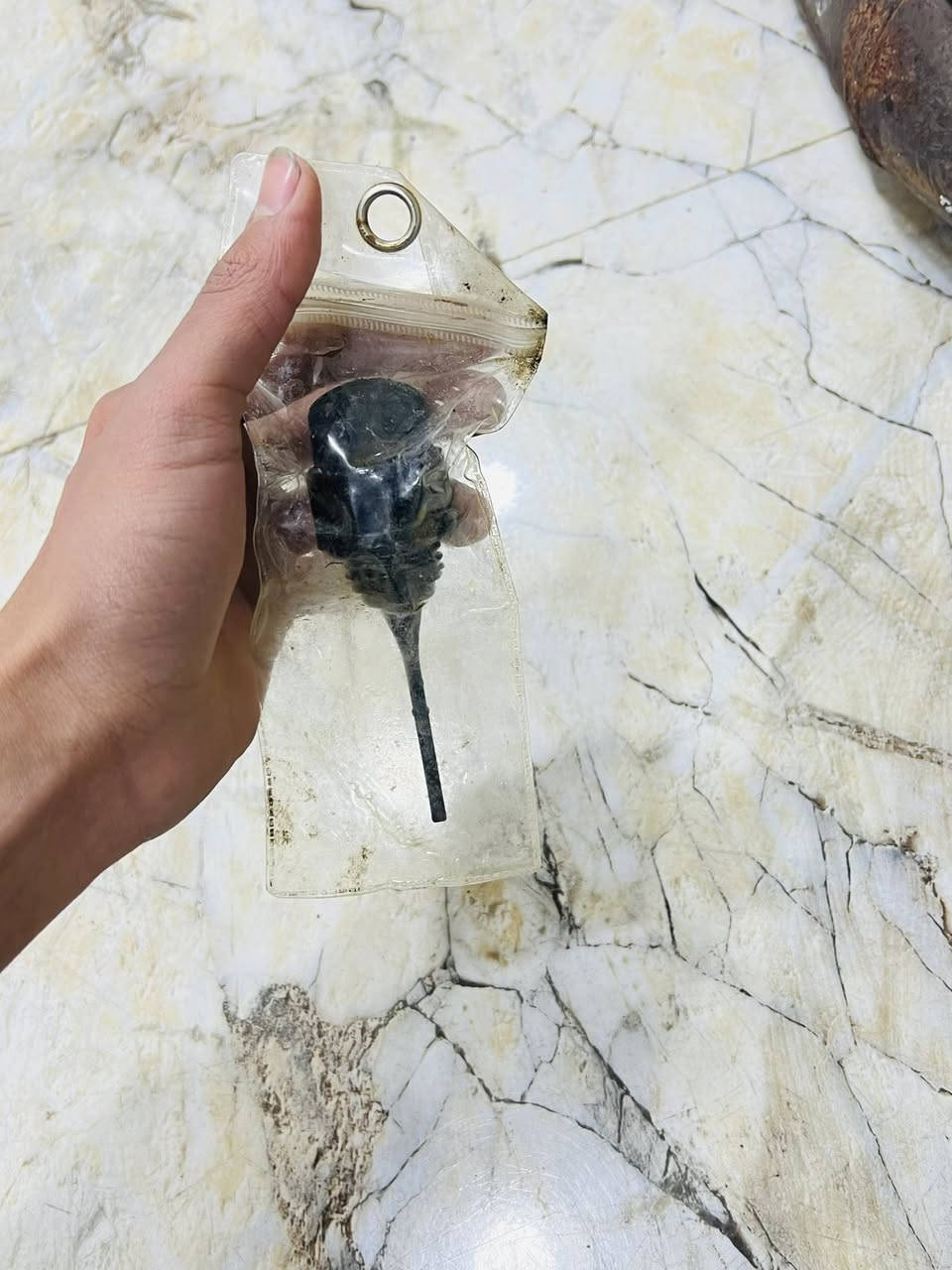 كلمن وسعره
توصيل موجود داخل العماره


**إذا كنت صاحب هذا الإعلان وتريد حذفه لأي سبب، رجاءا أرسل رسالة إلى الدعم الفني**