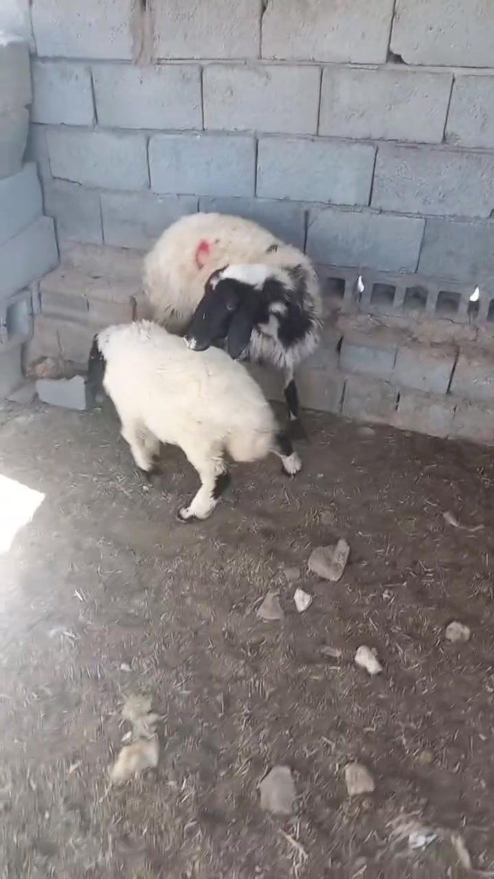 اللهم صلي على محمد
للبيع رغوث اول بطن وراها خروف نصاح وعلى كل عيب يوجد توصيل 
عنوان حديثه الخفاجيه للستفسار اتصل ***********

