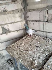 تك فحل بخاري وتك محيره لو فحل لو طيره زوجهن ب 15 بغداد بل حبيبيه يم صي...