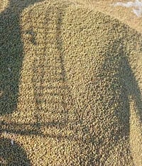 بذور سيسبان  البيع 07765906155