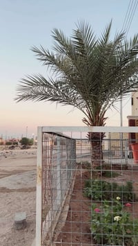 خلف الكليه • ٢٥٠م • طابو