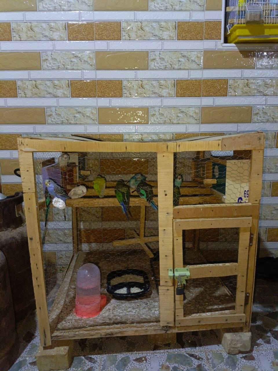 سلام عليكم
طيور حب للبيع بيهن عاديات وبيهن هولندي


**إذا كنت صاحب هذا الإعلان وتريد حذفه لأي سبب، رجاءا أرسل رسالة إلى الدعم الفني**