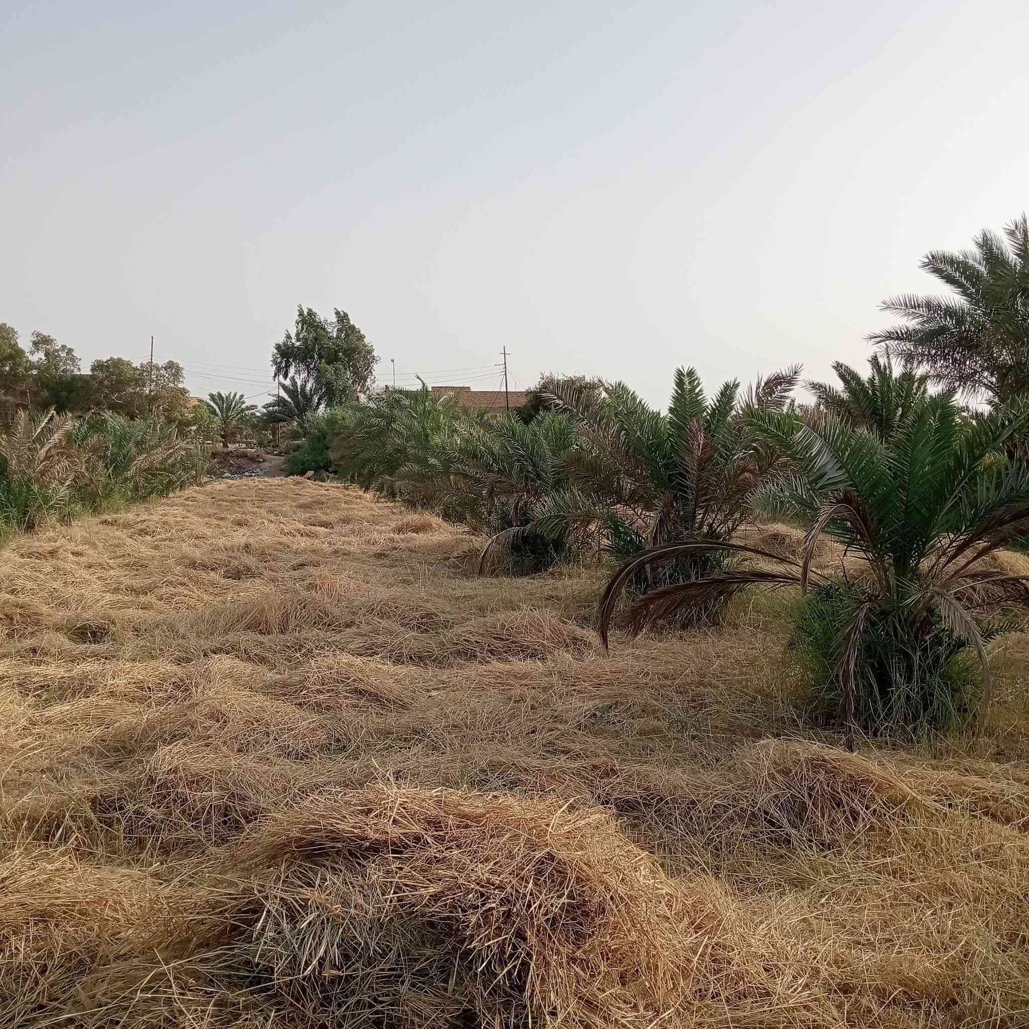 السلام عليكم اخوان دونم زراعي شاطي على شط الفرات خدمات كامله العنوان  البوعظم صوب الشاميه على طريق الاسكان الصناعي الاستفسار على الرقم او واتساب ***********
