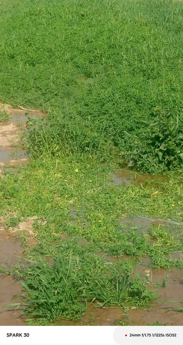 ارض زراعيه للبيع المساحه دونم ويوجد بتلو رباط كونكريت داخل الارض الشارع 8م ويتوفر ماء اساله وماء سكي من البدعه منطقه  السميلات قرب مضيف غزوان آل خيرالله السعر 20 وبيهه مجال للاستفسار الاتصال على الرقم ***********
