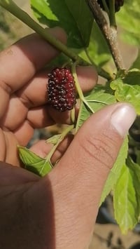 نهاية موسم • زرع بلاش • النجف الاشرف