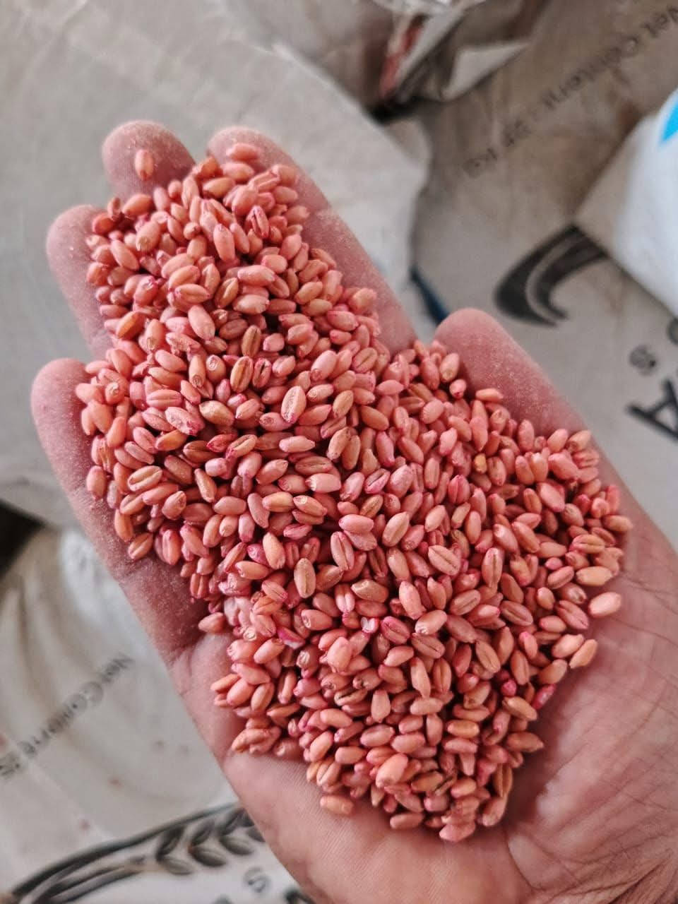 السلام عليكم   عرض خاص حنطه وفيه الامايه تركي ستندر  السعر مليون دينار فقط سعر الطن عرض  خاص   كان السعر  1800 والان سعر مليون فقط ***********
