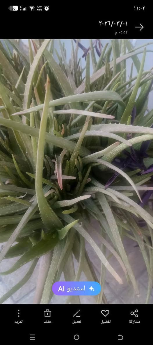 شتلات للبيع


**إذا كنت صاحب هذا الإعلان وتريد حذفه لأي سبب، رجاءا أرسل رسالة إلى الدعم الفني**