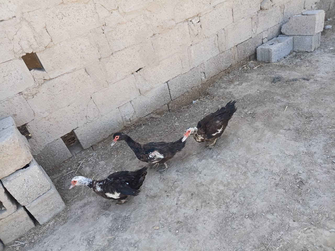 ب٢٥ كلهن يبيضن شرط


**إذا كنت صاحب هذا الإعلان وتريد حذفه لأي سبب، رجاءا أرسل رسالة إلى الدعم الفني**