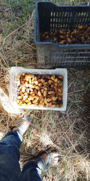 للبيع مزرعه في منصوريه الشط الركة مساحه ٣ ونص دونم و٣٥٠ متر  عقد (١١٧)مخدومه كامله الأشجار المثمرة والتمور مع ملحقات صاله ومطبخ وحمام ومولدة ومسقى ماء 
 التفاصيأكثر الاتصال ***********
