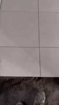 سلا عليكم شغل درجه اولى الحمدلله شغل ليزر عداله فول شغل خير من الله كل شغل درجه اولى بسعار مناسبا جدا جدا للتواصل ***********
***********
شغل ابو شهد البياتي توصل على الارقم او خاص مفتوح
