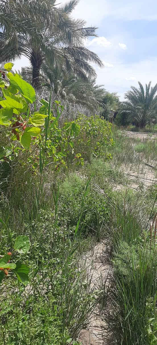 موجود دونم طابو زراعي حق التصرف بمنطقة العزيزية
--- السلام عليكم 

بيع مستعجل

**أرض للبيع – مساحة دونم – واسط العزيزية تبعد عن بغداد اقل من 40 دقيقة **

- **جنس الأرض:** طابو عقد 25، تحويل مباشر للمشتري.

- **الموقع:** تبعد 200 متر عن الشارع، وتحتوي على شارع خاص بها. تبعد عن مركز المدينه ٣ كيلو فقط 

- **الخدمات المتوفرة:**

  - خط كهرباء.

  - ماء إسالة.

  - بئرين.

- **الأشجار والمحاصيل:**

  - نخيل برحي ومكتوم.

- **مميزات إضافية:**.

  - منظومة سقي كاملة.

  - كرفان بمساحة 12×12 متر مع سقيفة بي آر سي.

  - محاصر للحيوانات.

السعر الارض :- 75 مليون 

ملاحظة:- تصلح سكن

**للاستفسار:**  

الرجاء الاتصال على الرقم: ***********

---
