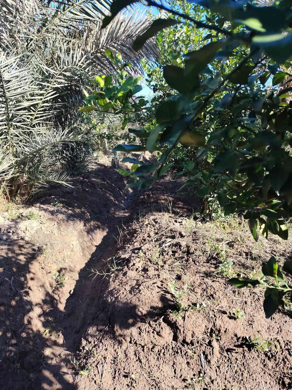 اسلام عليكم دونم للبيع العنوان بغداد الراشديه موقع ممتاز ومرتب السعر 180طابو زراعي سند 25تحويل مباشر بسم المشتري الستفسار***********
