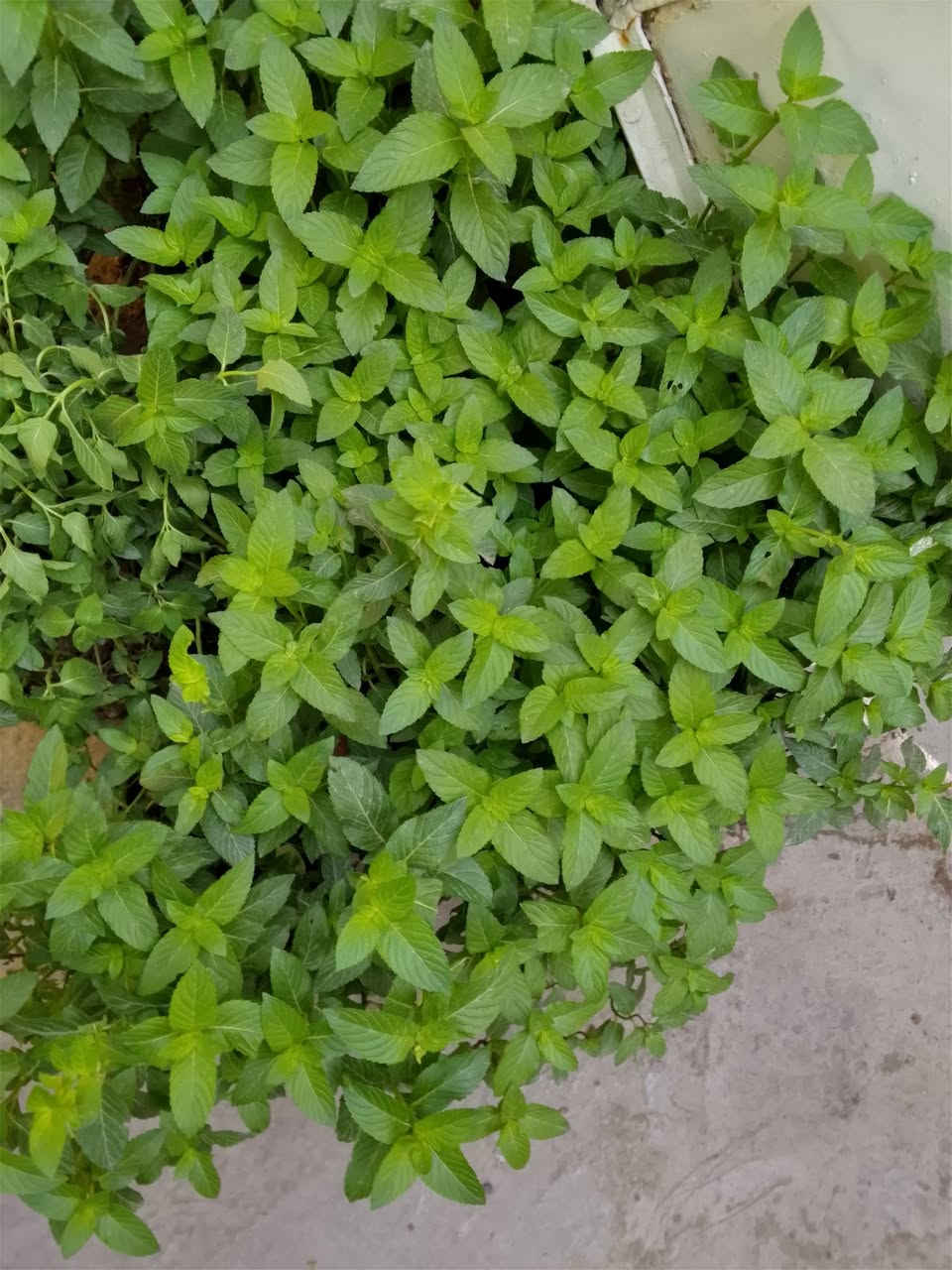 السلام عليكم زبائن الكرام رجعت اتوفرت نباتات خارجيه البيع يوجد توصيل داخل بغداد بعض المناطق ،،،🌱🍀🍀🍀🍀🚗🌿🌿🌺🌺🌱🍀☘️🚗🥀🥀🥀🥀


**إذا كنت صاحب هذا الإعلان وتريد حذفه لأي سبب، رجاءا أرسل رسالة إلى الدعم الفني**