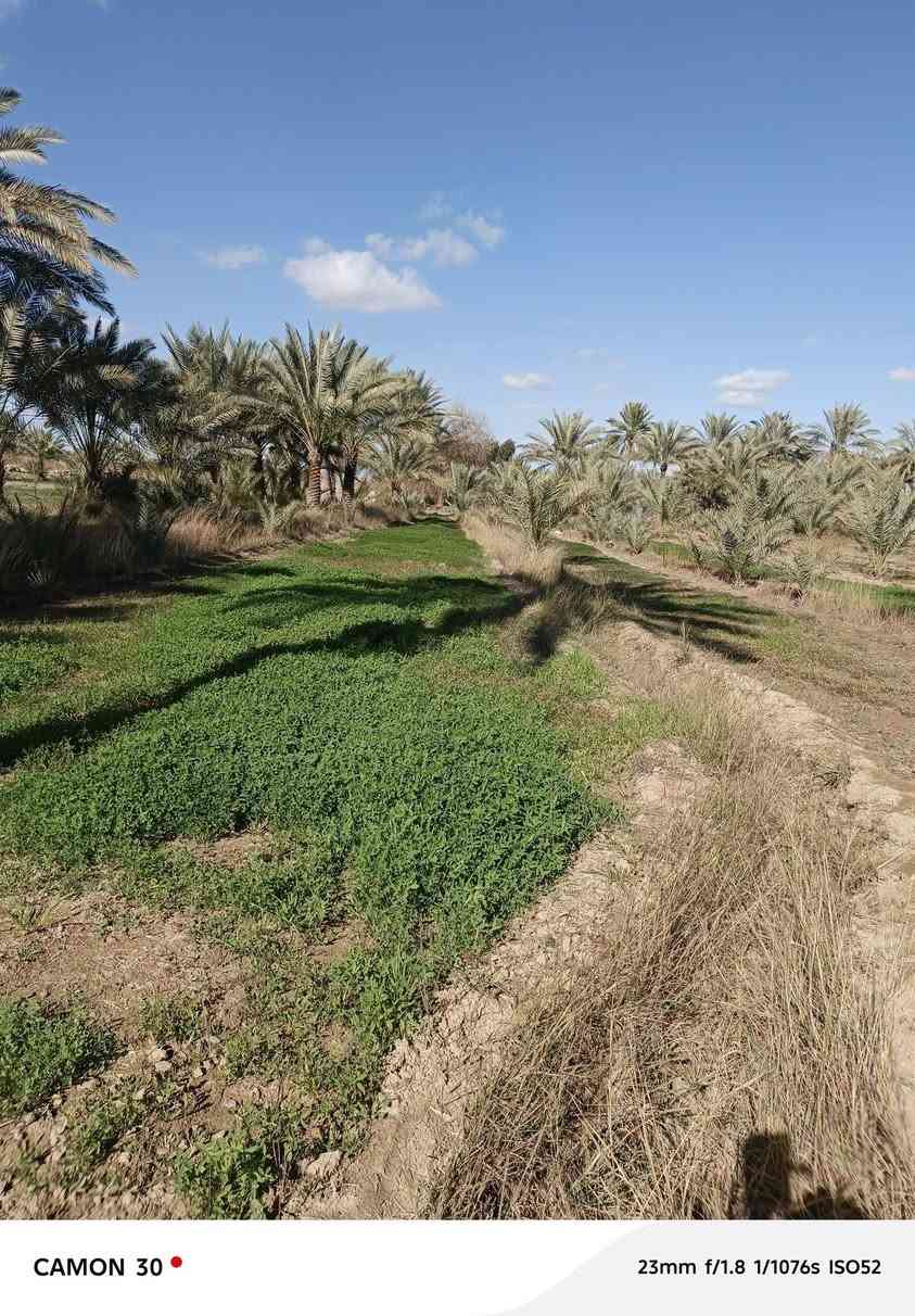 السلام عليكم من رخصه صاحب الكروب/بستان للبيع المساحة دونم وربع قريب على الشارع العام المكان المهناوية قريه خمسه
للاستفسار/***********
