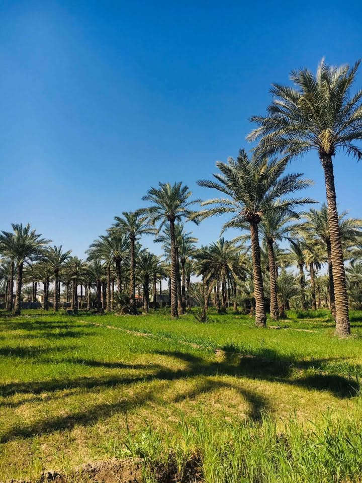 السلام عليكم بستان اللبيع المساحة دونم وربع سند 25 تحويل بأسم المشتري ماء سقي وماء اسأله وكهرباء المكان بغداد السياحي على السدة التبليط تبعد عن الشارع العام 300 متر  الاستفسار على الرقم ***********
