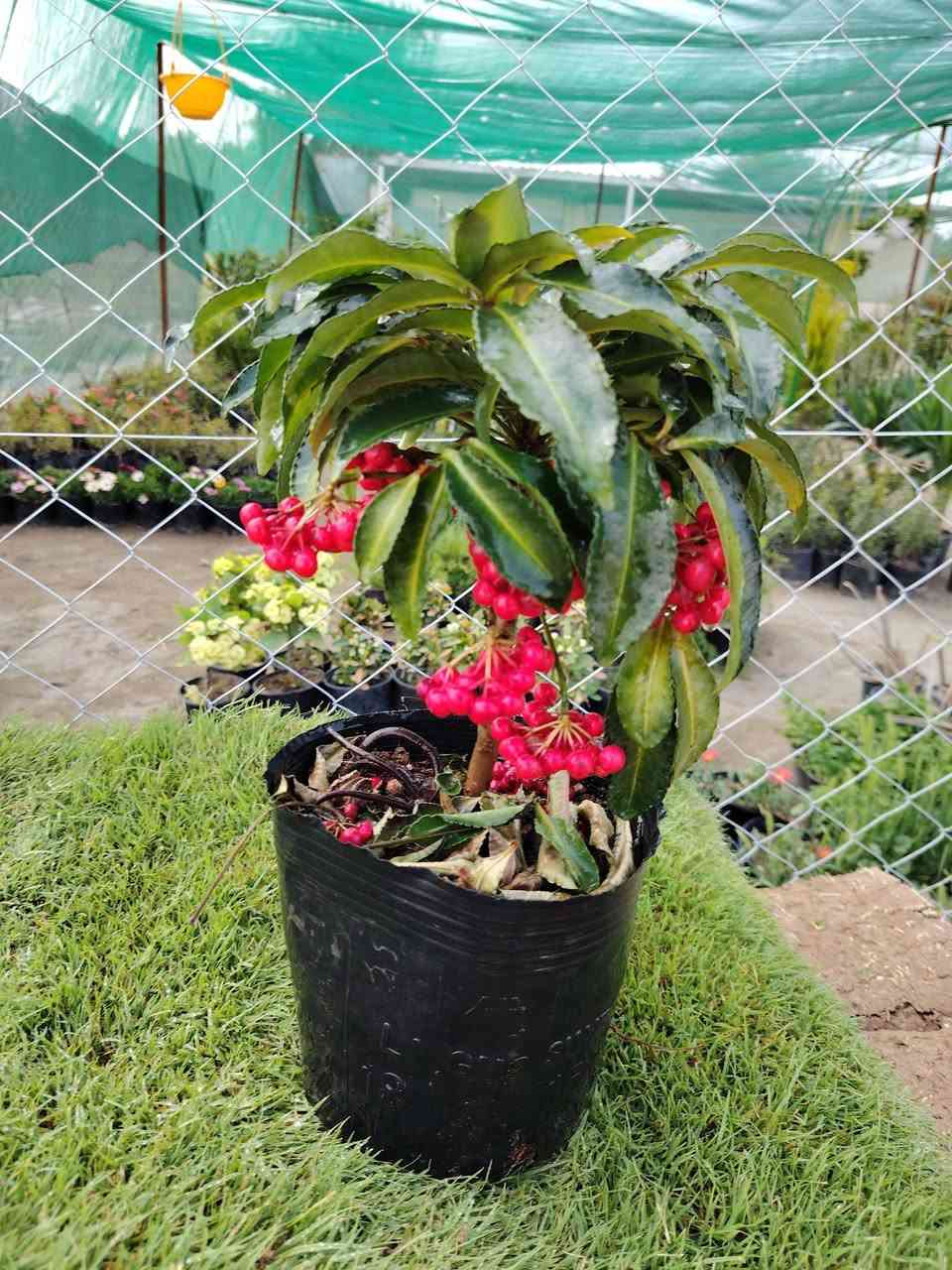 السلام عليكم
عرض اليوم
كرز البري الخارجي  يرهم في الطرمه بل ظل
 القطعه اب 15000 الف 
توصيل موجود للمناطق القريبه
الموقع /قضاء الخالص _ناحيه هبهب _عرب شوكه قرب مندي ماجد

واتس او للاتصال
***********
