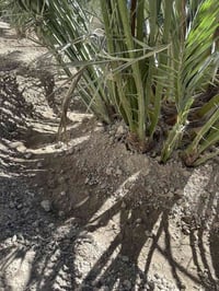 فسائل برحي • نخيل • بصرة أبي الخصيب