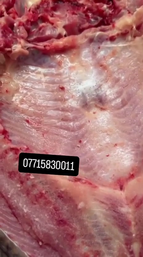 علوة البركة للحجز خاص او ع ***********

سمك كاريبي دهين خشن حي كيلو ب5750

سمك مال تكلا كيلو ب5250

دجاج عراقي محلي ذبـ ح اليوم كيلو ب3350
 
سمك مقلي كيلو ب10

مسكوف على الحطب دجاج مشوي على الفحم سمك مقلي
