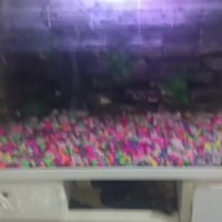 حوض سمك • للبيع • مكلف