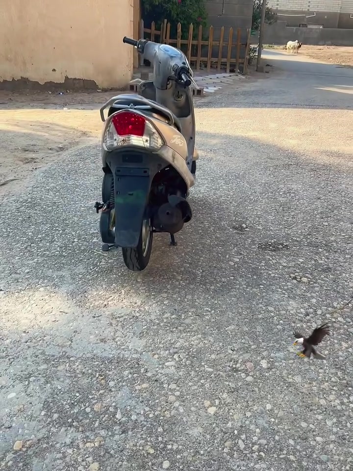 قجمه كفاله عامه سعر مليون وبيه مجال عنوان بصره الهارثه***********
