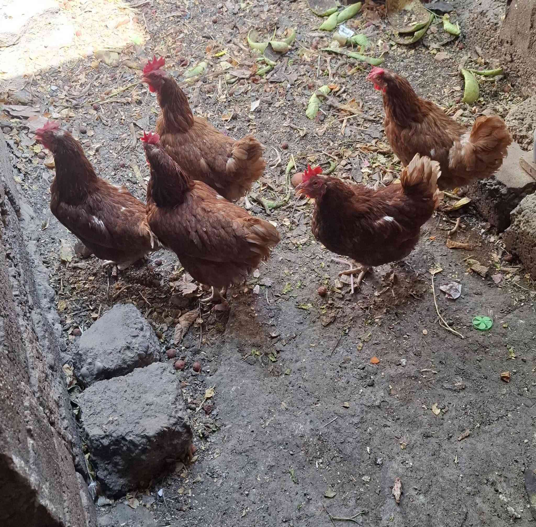 للبيع دجاج احمر شرط بياض عدد 9 بسعر مناسب ***********
