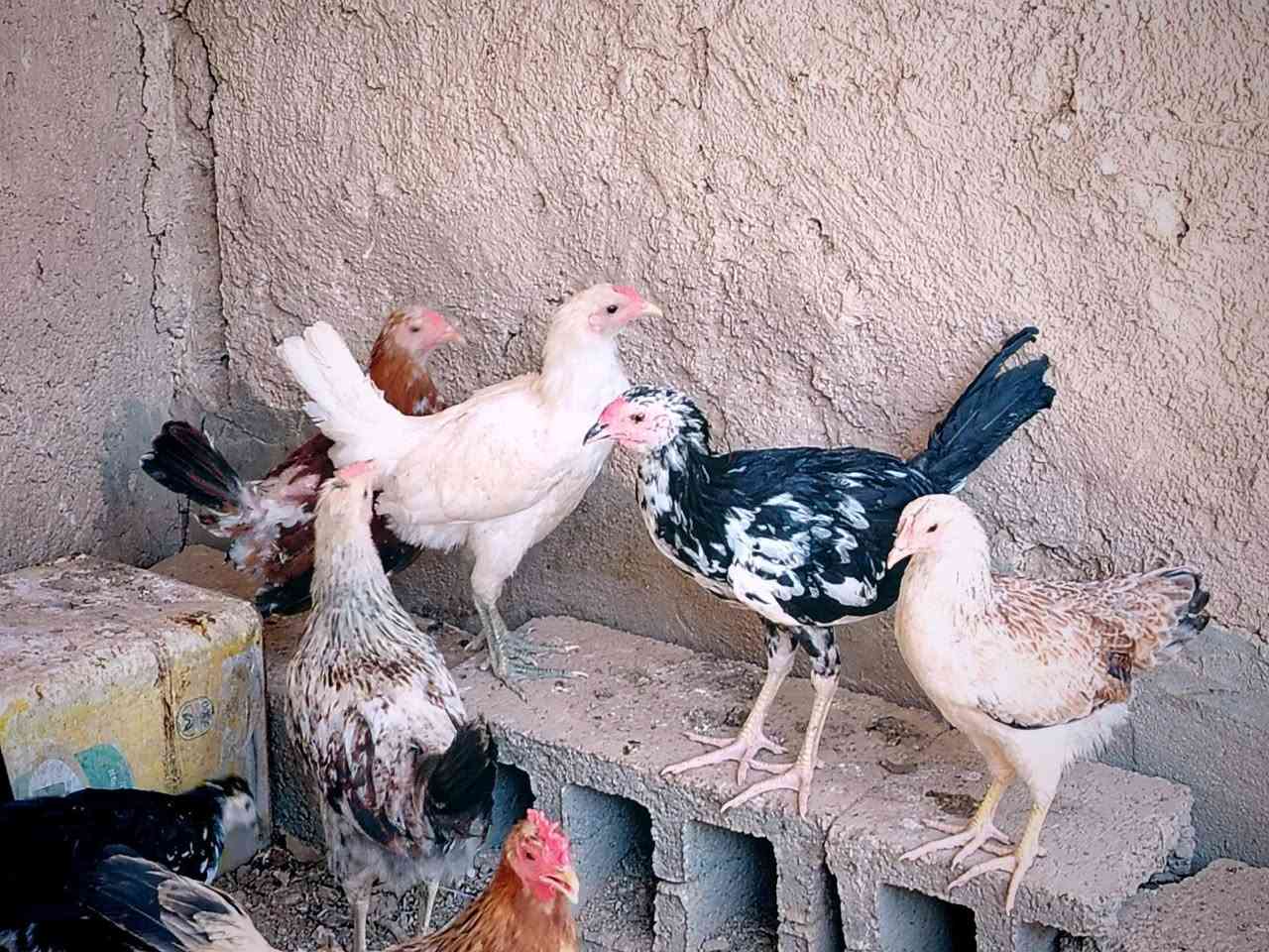 متاح للبيع فراريج  العمر 4 اشهر العدد 20 تك السعر 160 الف وبيها مجال بسيط الشراي يدخل خاص او يتصل على الرقم ***********
*** مكاني حديثة ***
