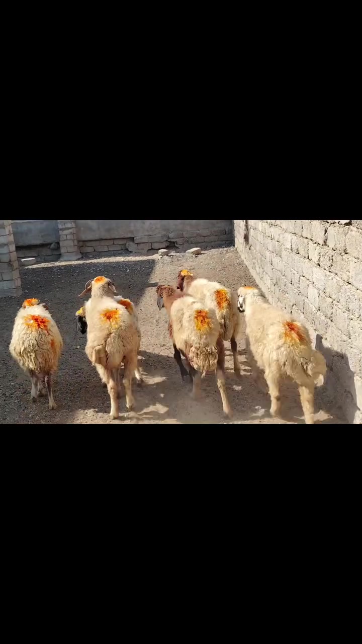 يوجد نعاج للبيع ملات جنيه وراجين سنهن درجه اوله نعاج عشر وبيه محنيه
المكان بيجي حي العصري 
                   الشراي يخابرني علارقام 
*********** زين   *********** اسيا
