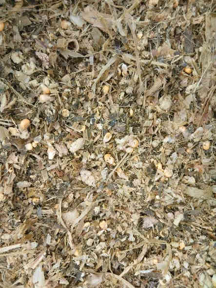 السلام عليكم اعلاف السيلاج درجه اولى***********   واسط قضاء الحي
