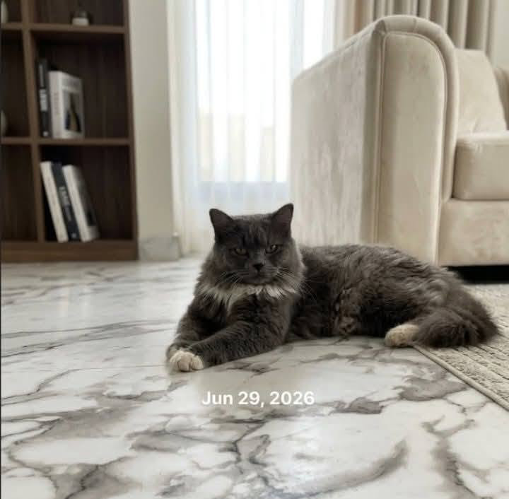 للبيع كلمن وسعره ستفسار خاص اجاوبك بساع


**إذا كنت صاحب هذا الإعلان وتريد حذفه لأي سبب، رجاءا أرسل رسالة إلى الدعم الفني**
