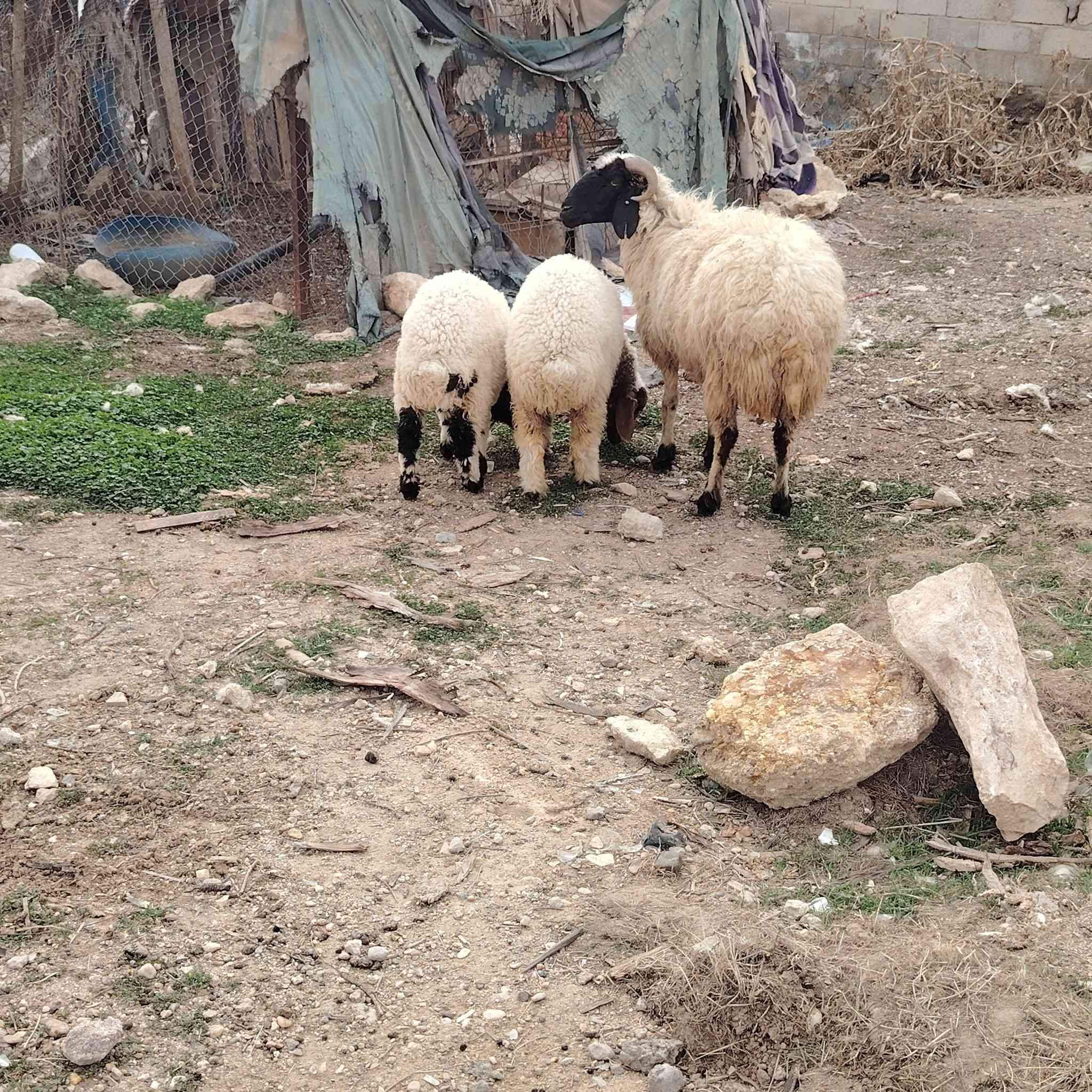 متاح نعجه وراه توم فطايم سعرها ٧٦٠ عنوانه الانبار قضاء عنه ناحية الريحانه يوجد توصيل مجاااااني حديثه والبغدادي فقط تفاصيله بلفيديو
***********
#ابوعبيدة #لتجارة #الاغنام #والمواشي #جمال #خيول #ماعز #متابعه_ولايك_فضلا_وليس_امر #سوق #عنه #وضواحيها #لتجارة #الاغنام #والمواشي
