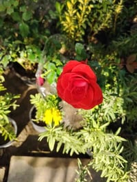 مشتل بركات الزهراء • أشجار وورود • سماد فرانكو