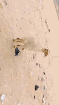 نعجة • حامل شهرين • البصرة الزبير