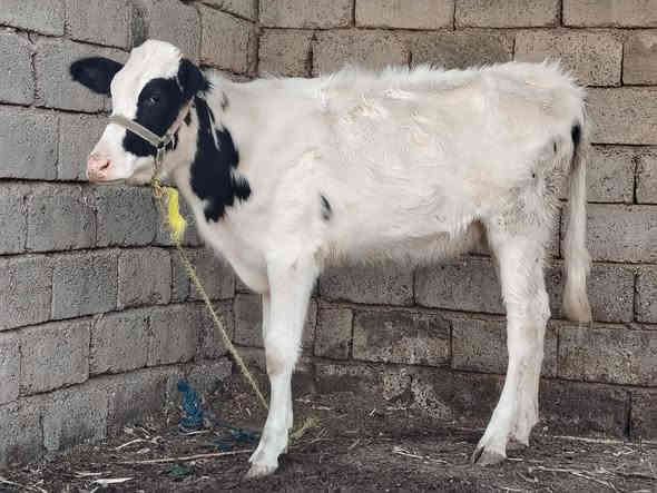 بسم الله ماشاء الله  بجر هولشتاين  جنس درجه اولى خط اول نصاحه و اچالة فول   وين الرباطه وين اليدور حلال نضيف  
وبسعر مناسب اتصل وتدلل 
المكان .... الشرقاط  الخضرانيه  
***********
