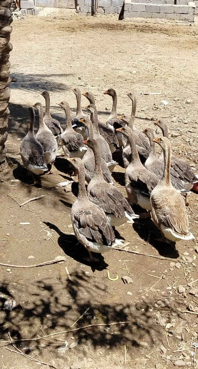 السلام عليكم 
للبيع وز عراقي 
عدد ١٧ 
مخاليف عدد ١٥ مهات ٢
سعر زوج مخاليف ٣٥ 
زوج مهات ٥٠ 
ديالى. شهربان


**إذا كنت صاحب هذا الإعلان وتريد حذفه لأي سبب، رجاءا أرسل رسالة إلى الدعم الفني**
