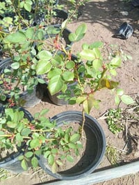 جوري عراقي • ٣ سنادين • توصيل بغداد