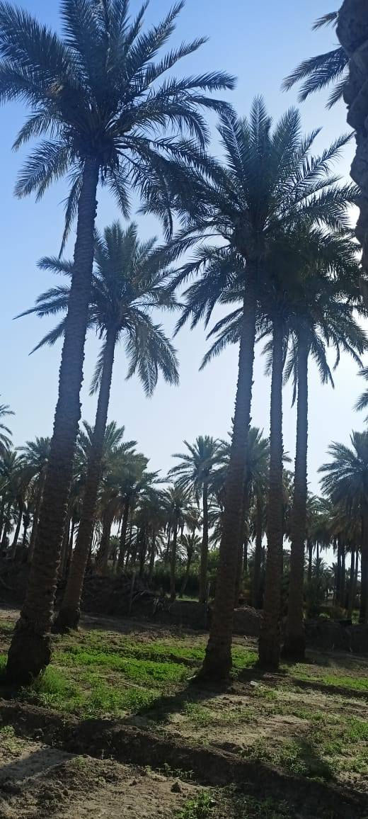 سلام عليكم من رخصت ابو الكروب بستان اللبيع طابو زراعي سند ٢٥ مساحة دونم مسيج بي ارسي خدمات كاملة كهرباء وماء اسألة وماء سقي العنوان طريق السنية جهة زوار الاتصال على الرقم ***********
